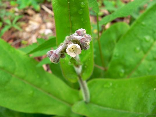 {Cynoglossum virginianum}